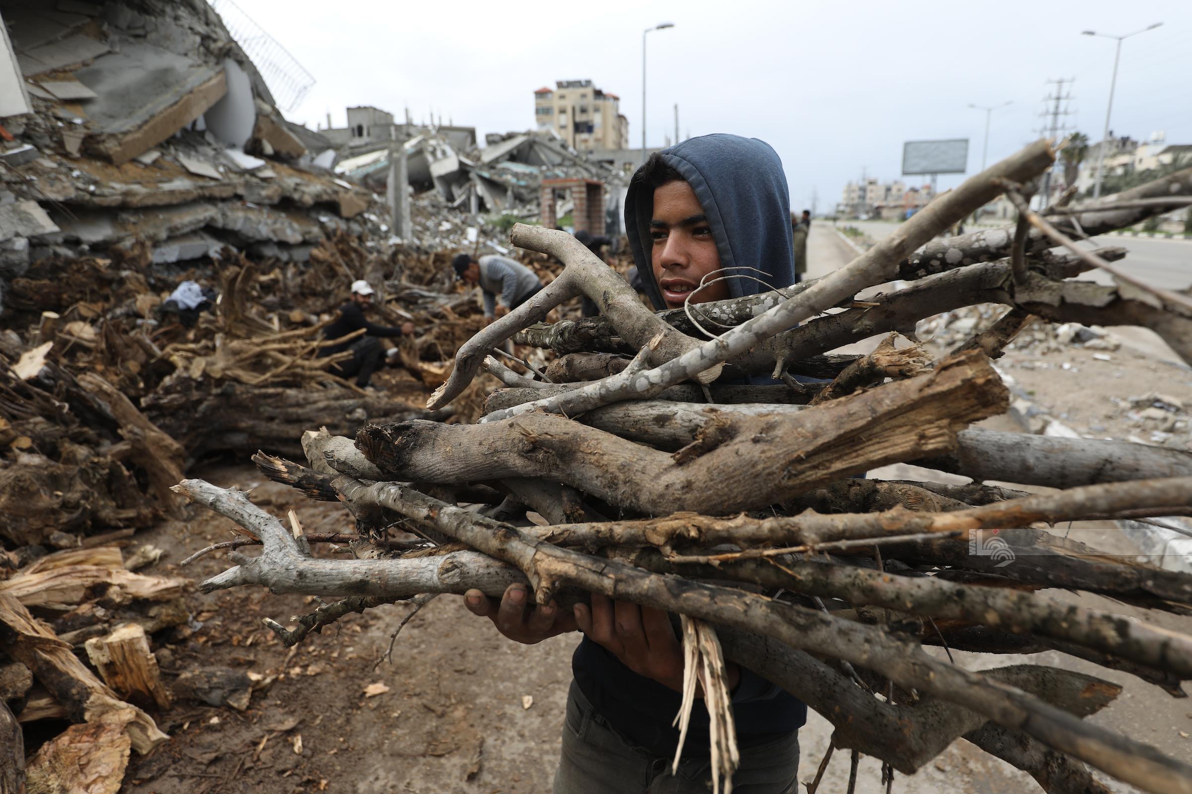 شاب يجمع الحطب في مخيم البريج وسط قطاع غزة في ظل أزمة عدم توفر الوقود والغاز  نتيجة للحصار الذي يفرضه الاحتلال (وفا)
